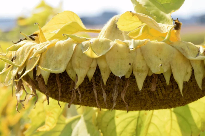 Урбан OR7+ (105-110 дн.) під гранстар 50 гр/га- фото № 4