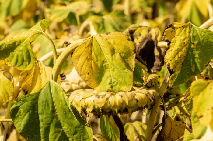 Урбан OR7+ (105-110 дн.) під гранстар 50 гр/га- фото № 5