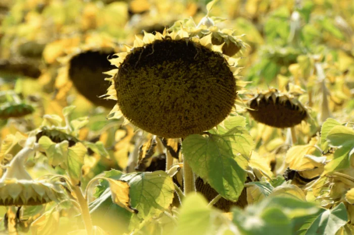 Урбан OR7+ (105-110 дн.) під гранстар 50 гр/га- фото № 6