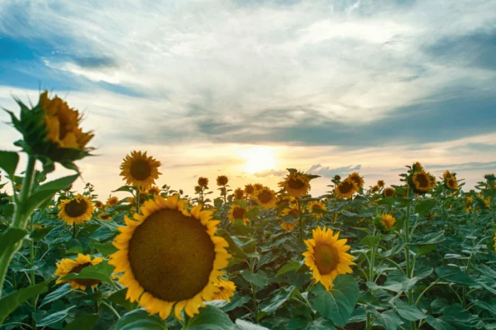 Урбан OR7+ (105-110 дн.) під гранстар 50 гр/га- фото № 8