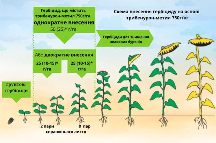 Карат- посівний матеріал бюджетного- фото № 6