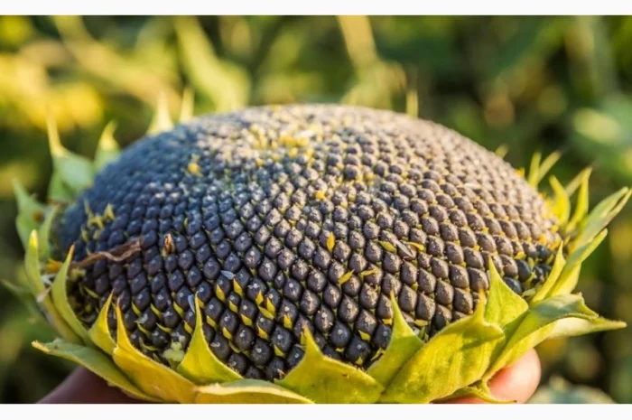 Насіння соняшника ОСМАН і АЛЬВАРЕЗ під євро-лайтнінг- фото № 2