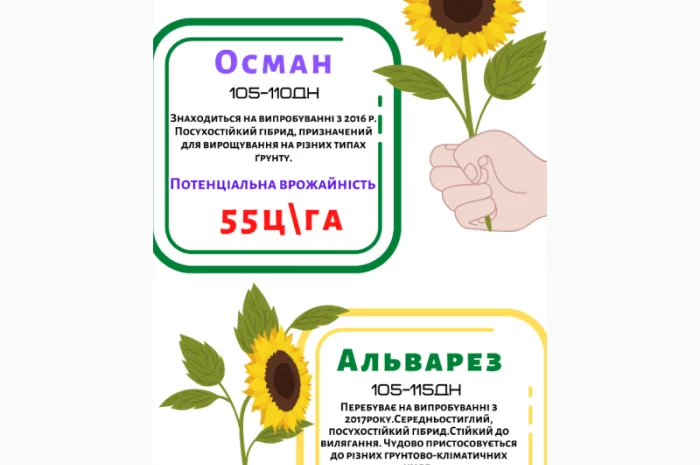 Насіння соняшника ОСМАН і АЛЬВАРЕЗ під євро-лайтнінг- фото № 1