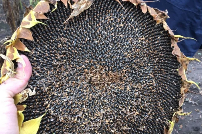 Посівний матеріал соняшника Гібрид ФеніксOR7- фото № 1