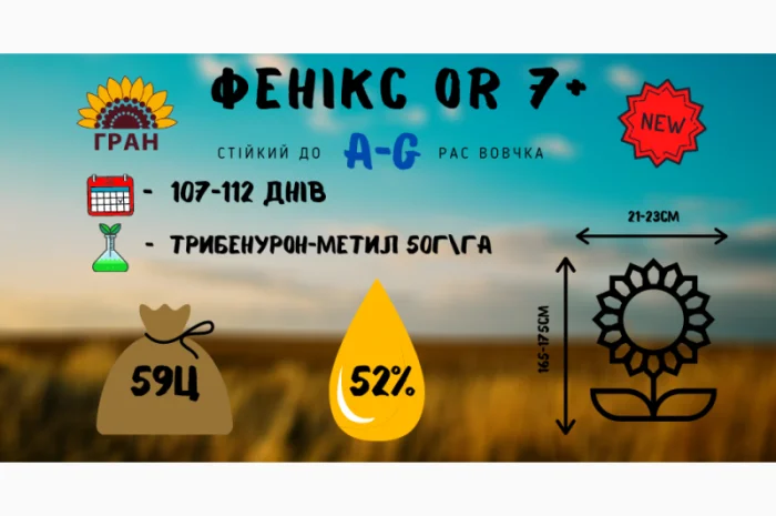 Посівний матеріал соняшника Гібрид ФеніксOR7- фото № 2