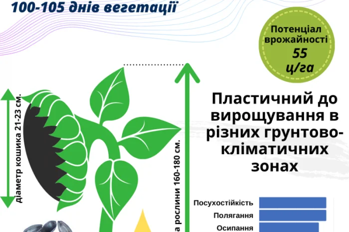 Пропоную!!! насіння соняшника гібрид АЛЬВАРЕЗ(ІМІ)- фото № 2