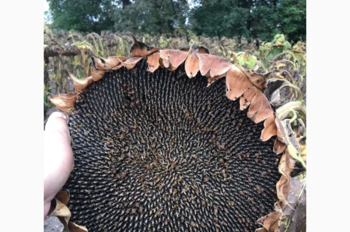 Пропоную!!! насіння соняшника гібрид АЛЬВАРЕЗ(ІМІ)- фото № 2