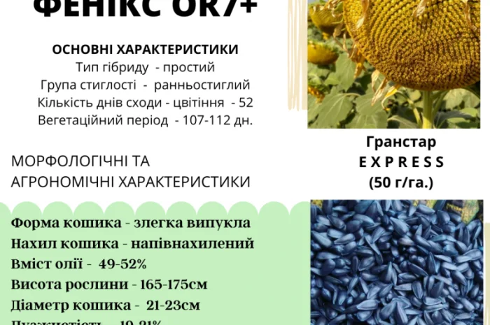 НОВИНКА!!! Гібрид ФЕНІКС - посівний матеріал соняшника під гранстар- фото № 2