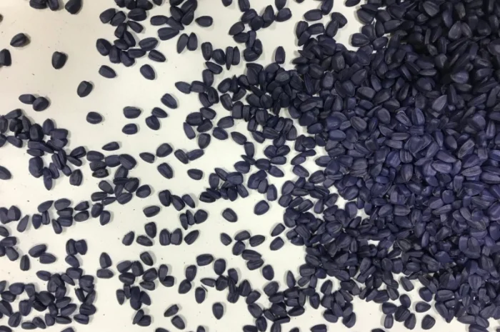 НОВИНКА!!! Гібрид ФЕНІКС - посівний матеріал соняшника під гранстар- фото № 2