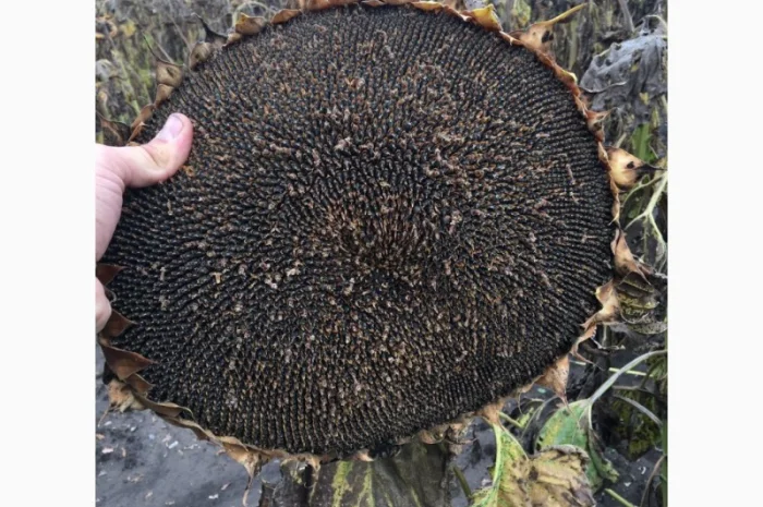 Посівний матеріал соняшника. Гібрид КАРАТ (108-110дн.)- фото № 2