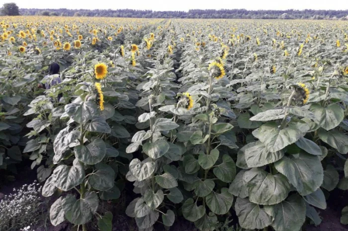 Посівний матеріал соняшника. Гібрид КАРАТ (108-110дн.)- фото № 3