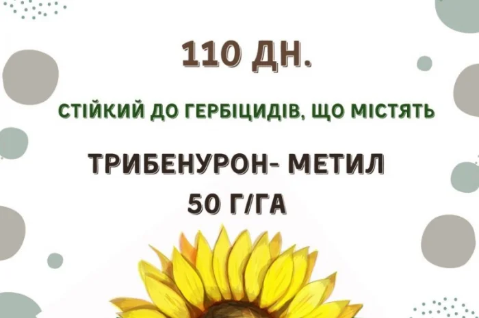 ПРОДАМ!!! насіння соняшника під гранстар - ШЕНОН OR7+ (110дн.)- фото № 1