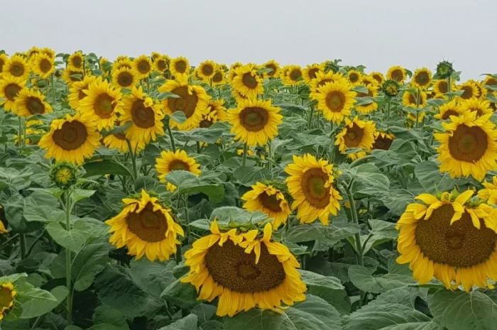 ПРОДАМ!!! насіння соняшника під гранстар - ШЕНОН OR7+ (110дн.)- фото № 2