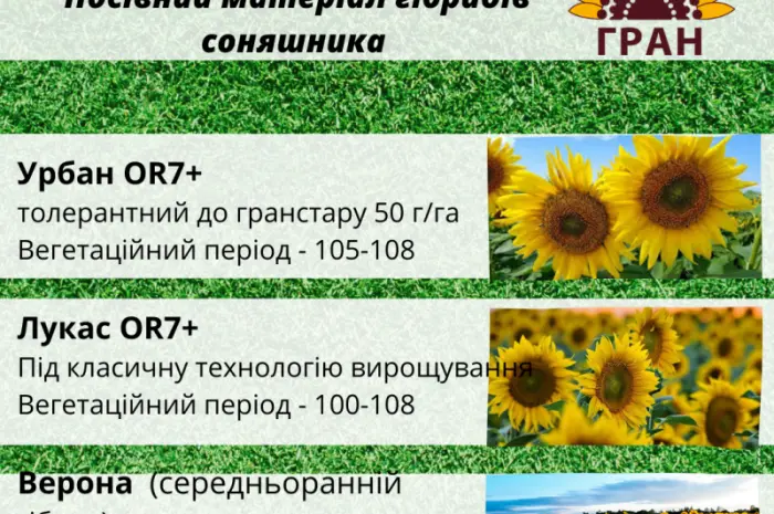 Новинки 2023! Посівний матеріал гібридів соняшника- фото № 3