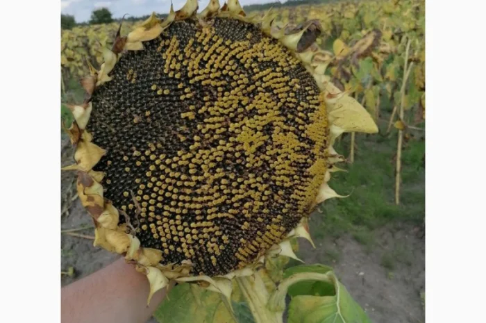 Новинки 2023! Посівний матеріал гібридів соняшника- фото № 1