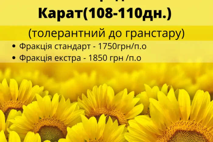 Насіння соняшника гібрид КАРАТ (108-110дн.) гранстаростійкий- фото № 2