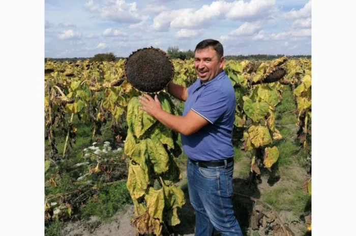 Насіння соняшника гібрид КАРАТ (108-110дн.) гранстаростійкий- фото № 2