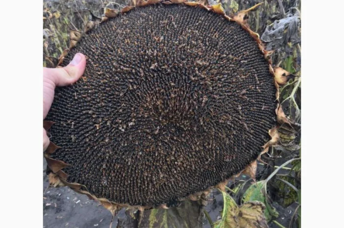 Насіння соняшника гібрид КАРАТ (108-110дн.) гранстаростійкий- фото № 3