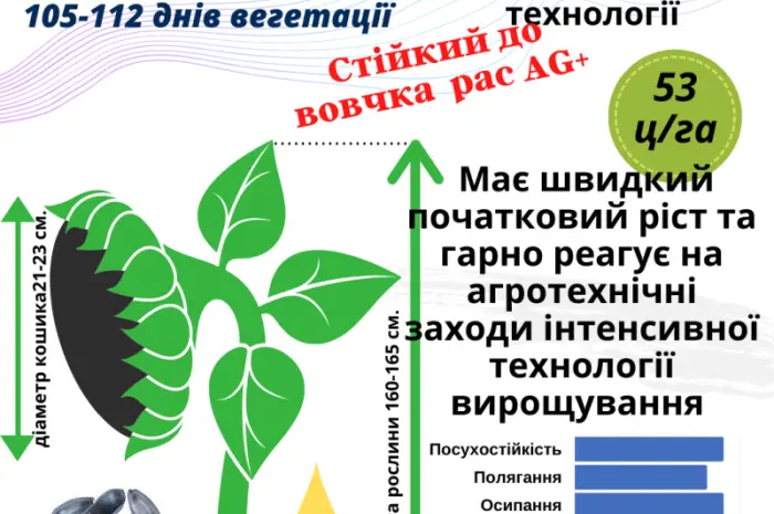 Посівний матеріал соняшника та кукурудзи- фото № 2