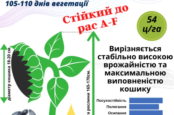 Посівний матеріал соняшника та кукурудзи- фото № 3