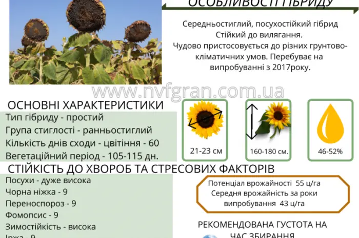Посівний матеріал соняшника та кукурудзи- фото № 7