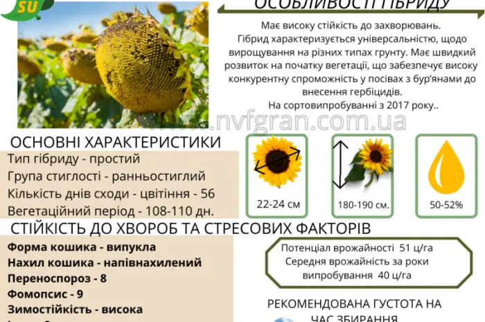 Посівний матеріал соняшника та кукурудзи- фото № 8