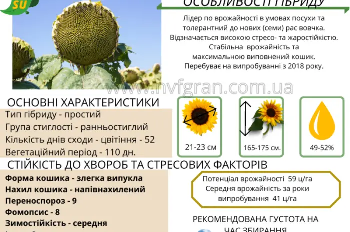 Гібрид соняшника стійкий до посухи - ФЕНІКС OR7+- фото № 2