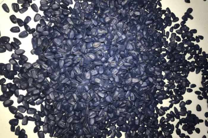 Гібрид соняшника стійкий до посухи - ФЕНІКС OR7+, НОВИНКА на ринку україни- фото № 1