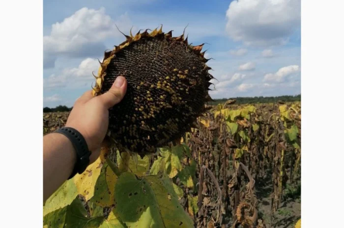 ОСМАН (115-118дн.) - Гібрид соняшника під євролайтнінг- фото № 1