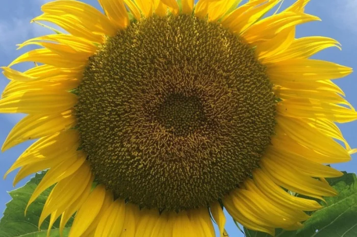 ОСМАН (115-118дн.) - Гібрид соняшника під євролайтнінг- фото № 2