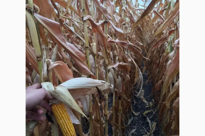 Насіння кукурудзи гібрид - Дельта (ФАО 280)- фото № 2