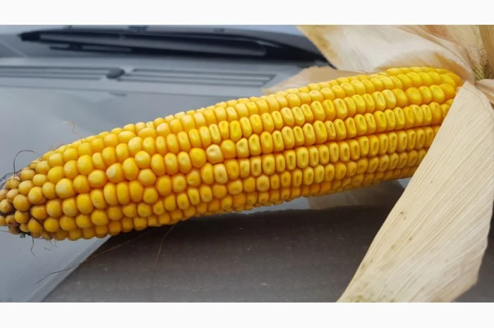 Насіння кукурудзи гібрид - Дельта (ФАО 280)- фото № 3