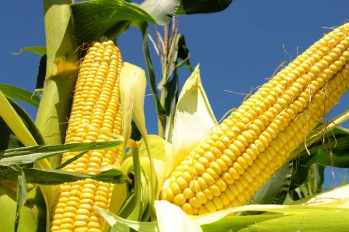 Насіння кукурудзи гібрид - Дельта (ФАО 280)- фото № 1