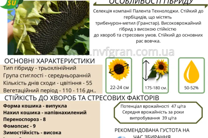 На посівну 2021 року насіння соняшника та кукурудзи за доступними цінами- фото № 12