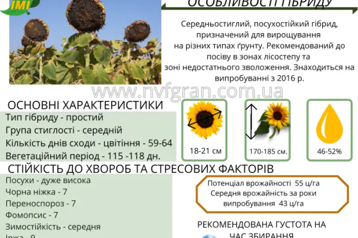 На посівну 2021 року насіння соняшника та кукурудзи за доступними цінами- фото № 7