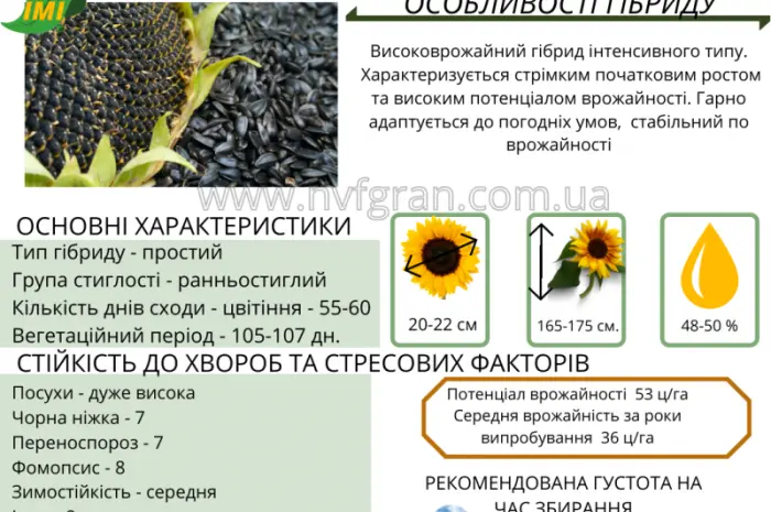 На посівну 2021 року насіння соняшника та кукурудзи за доступними цінами- фото № 9