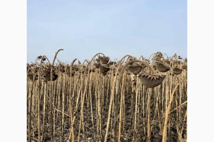 Насіння соняшника класичної технології Флоріан гібрид- фото № 2