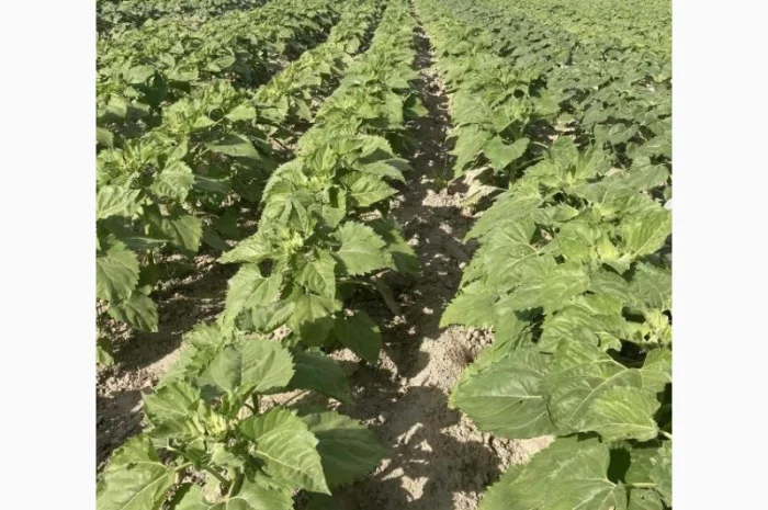 Насіння соняшника класичної технології Флоріан гібрид- фото № 4