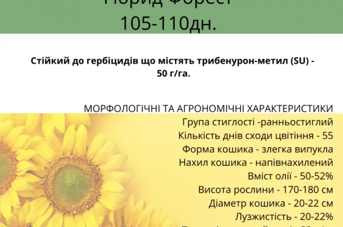Насіння соняшника - Форест 105-110 дн. (гранстаростійкий)- фото № 2