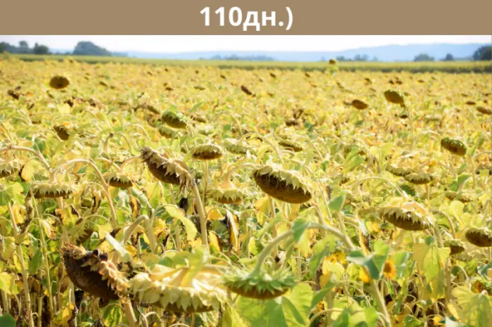 Насіння соняшника - Форест 105-110 дн. (гранстаростійкий)- фото № 3