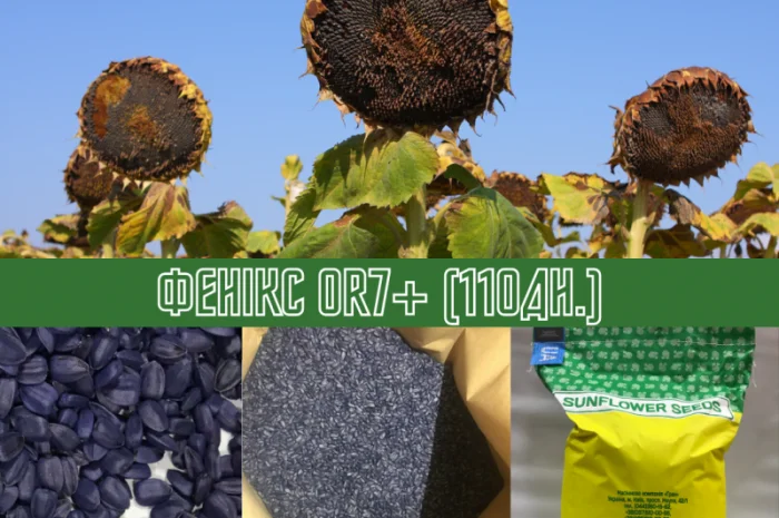 Продам! Насіння соняшника Гібрид ФЕНІКС OR7+ (110дн.)- фото № 1
