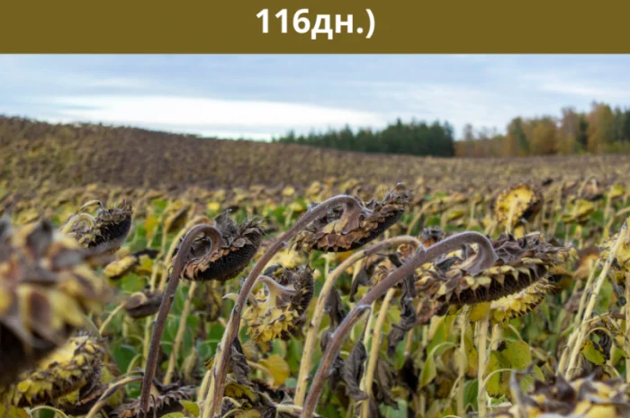 Насіння соняшника БАРСА. (SUMO)- фото № 1