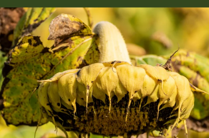 Високоврожайний гібрид соняшника - УРБАН OR7- фото № 2