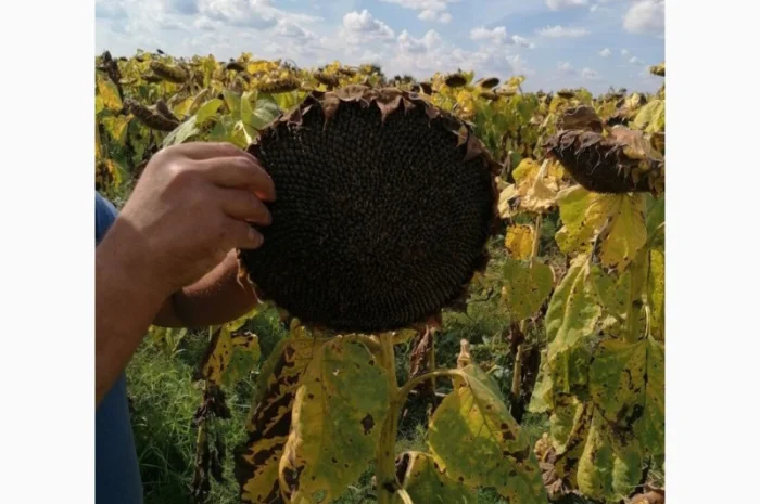 Високоврожайний гібрид соняшника - УРБАН OR7- фото № 6