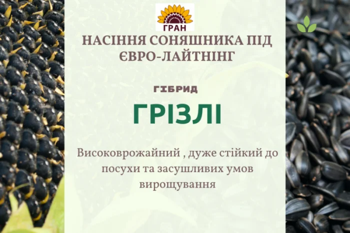 НОВИНКА 2021р. НАСІННЯ соняшника під Євролайтнінг - ГРІЗЛІ (100-107дн)- фото № 1