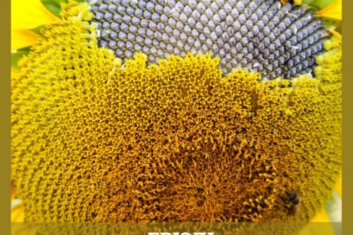 НОВИНКА 2021р. НАСІННЯ соняшника під Євролайтнінг - ГРІЗЛІ (100-107дн)- фото № 2