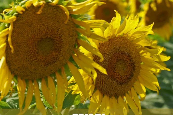 НОВИНКА 2021р. НАСІННЯ соняшника під Євролайтнінг - ГРІЗЛІ (100-107дн)- фото № 3