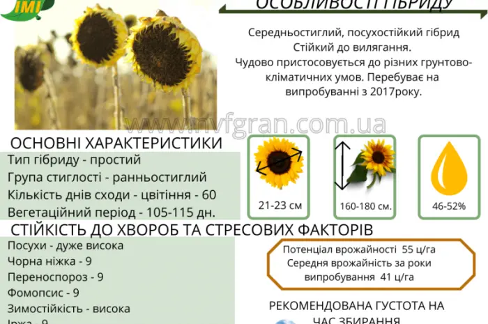 Насіння від виробника - ІМІ гібрид соняшника - Альварез- фото № 1