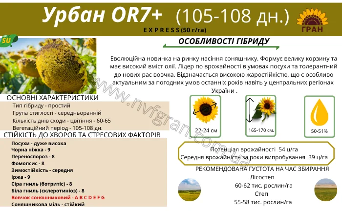 Соняшник під гранстар гібрид - УРБАН OR7(110дн)- фото № 1