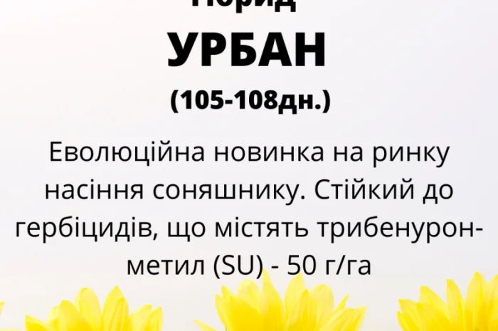 Соняшник під гранстар гібрид - УРБАН OR7(110дн)- фото № 3
